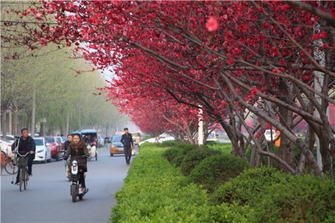 周口这个地方有条桃花大道 长达1公里俨然世外桃源