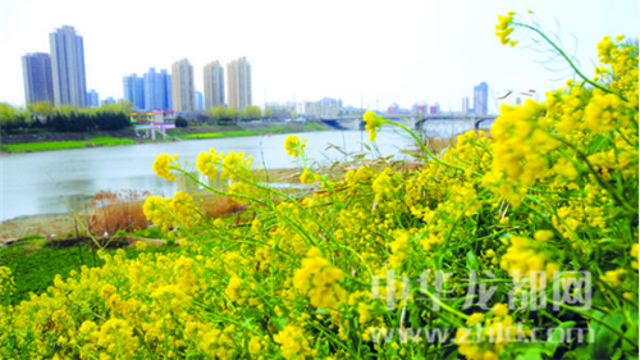 美哉周口 处处花境