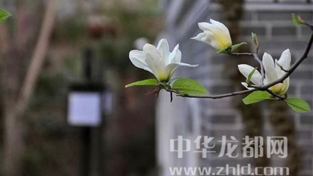 淮阳莲舍，多了一份味道