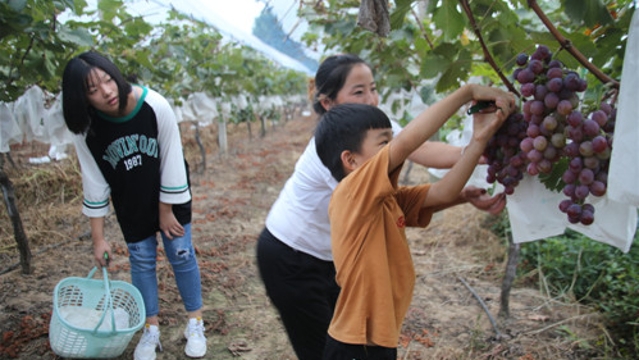 葡萄园里甜滋滋
