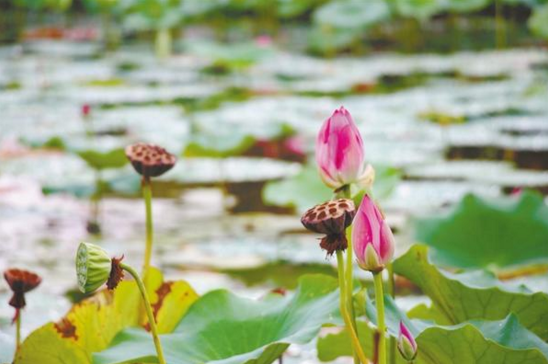 别样秋荷美如画