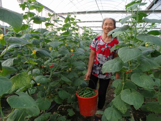 周口：特色农业助民增收