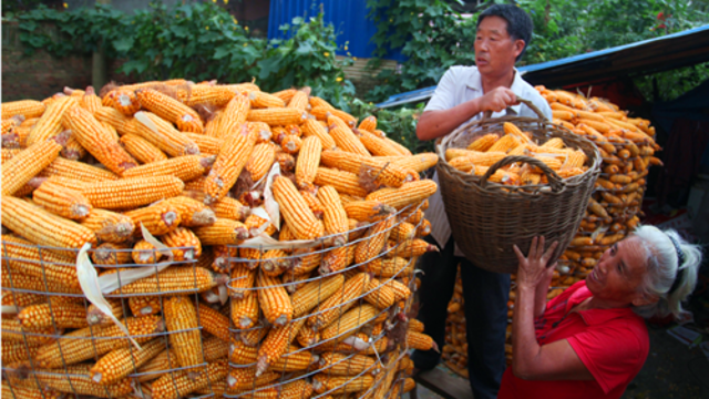 金秋时节 玉米丰收