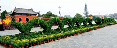 太昊陵首届重阳节菊展今日开展