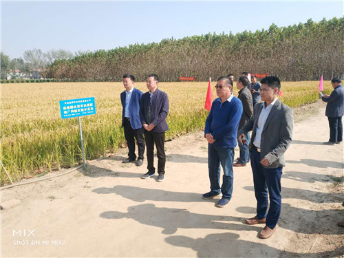 淮阳稻谷香 引来众专家