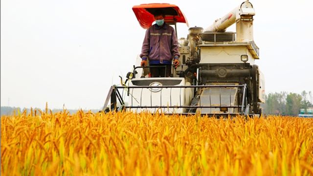 扶沟：稻谷飘香收割忙