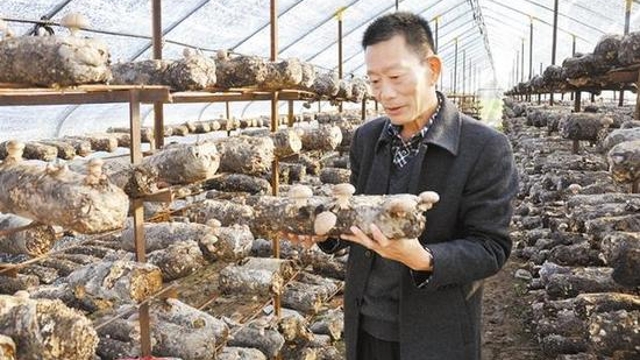 商水：香菇撑起“致富伞”