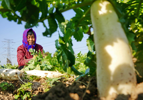 周口：白萝卜种植促增收