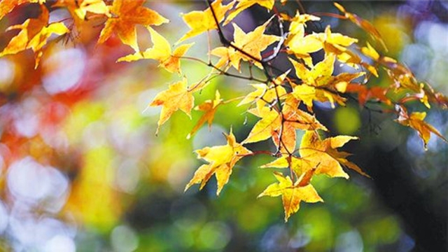 “醉”美初冬树叶