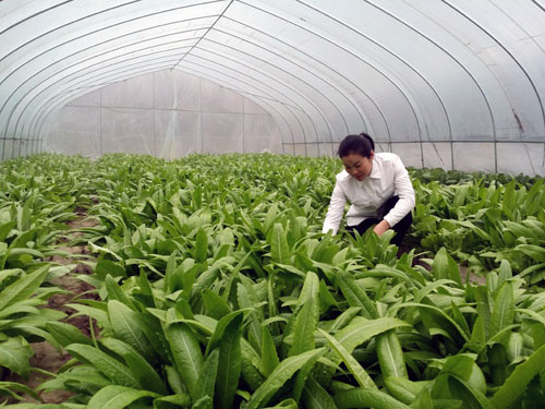 种植蔬菜奔小康