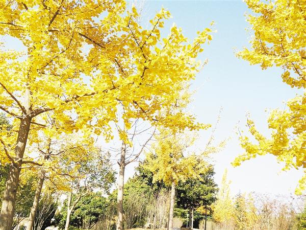 初冬给你点“颜色”看看