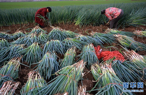 淮阳：扶贫大葱促农增收脱贫