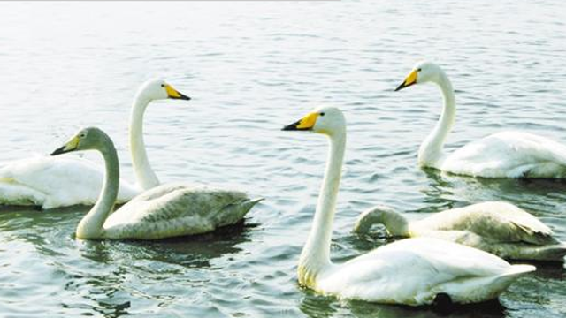 上千只天鹅翩翩起舞美如画