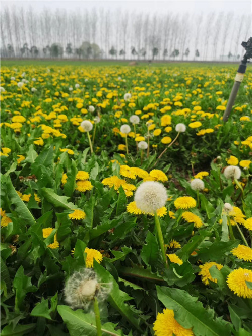 2019农业经济_2019年国家最新政策 这些农民有补贴,最高能领数万元(2)