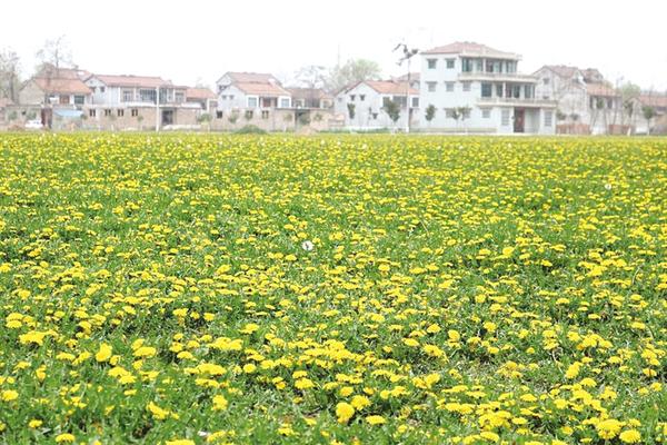 万亩“致富花”盛开迎宾朋
