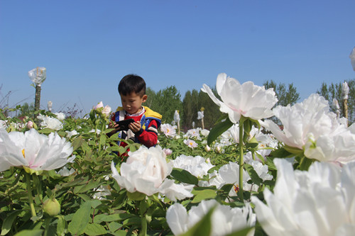 春日好风光 牡丹田里拍照忙