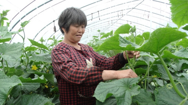 标准化农业助农增收