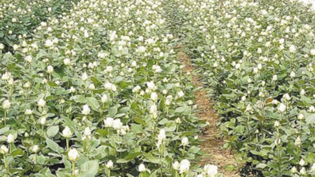 “一见钟情 玫瑰之约”周口相亲会将于4月28日浪漫开启