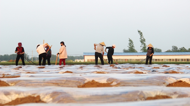 示范田中种烟忙