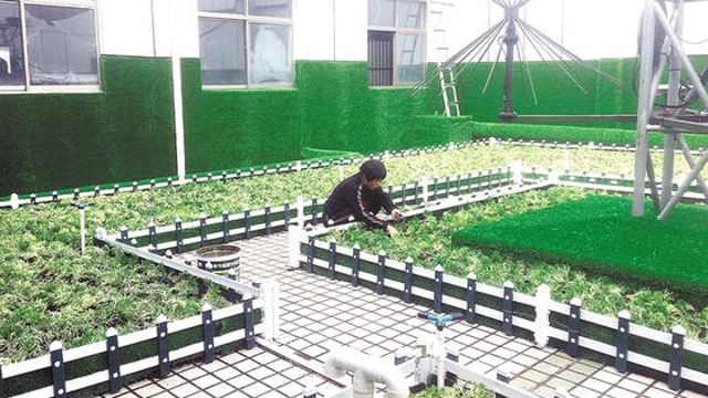 绿化美化楼顶 打造“空中花园”