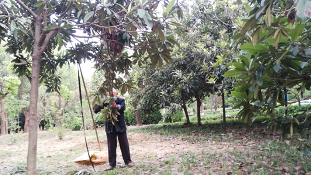周口：路边枇杷果 请您别采摘