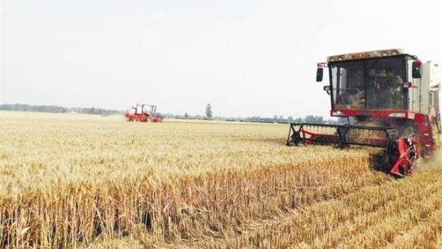 紧抓有利天气条件抢收小麦