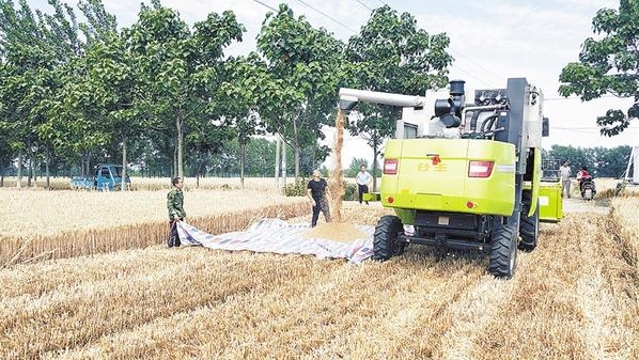 商水县平店乡农民喜收优质小麦