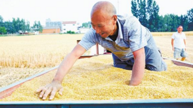 西华百万亩小麦开镰收割