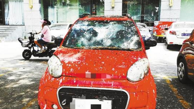 鸟儿树上栖息 树下轿车遭殃