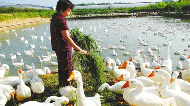 特色养殖助民富