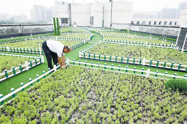 周口：楼顶绿化添靓色