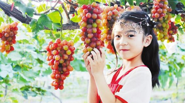 周口市特色农业发展欣欣向荣