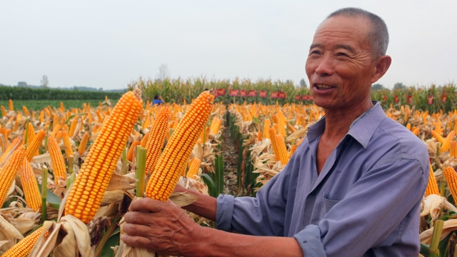 玉米喜获丰收