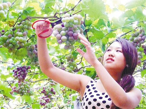 沈丘：葡萄采摘进入旺季 游客体验乐趣无穷