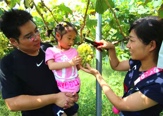 [鹿邑]村民变成“股东” 抱团土里“刨金”
