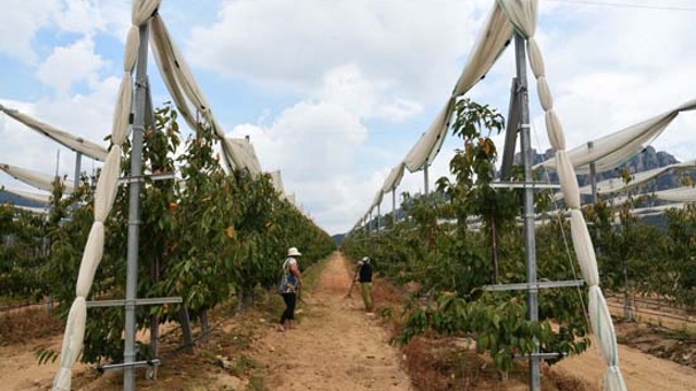 田园综合体创乡村振兴“日照样板”