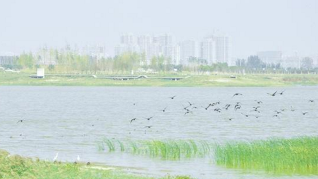 水草丰美 候鸟逗留