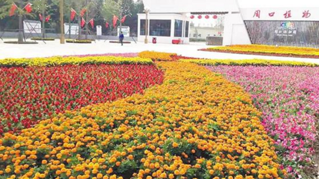 花团锦簇迎国庆