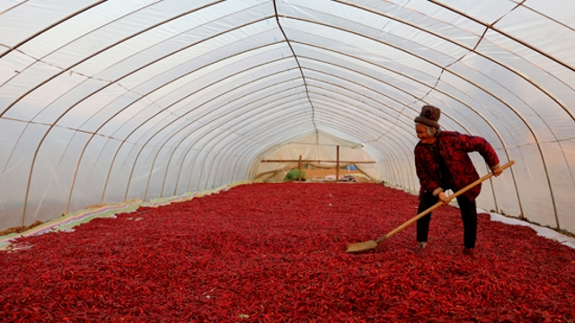 西华：丰收喜悦映红天