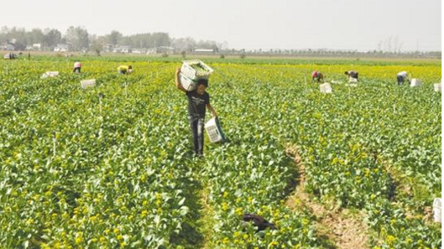 商水菜心畅销香港深圳