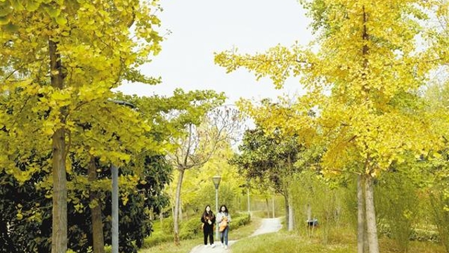 银杏黄·秋意浓