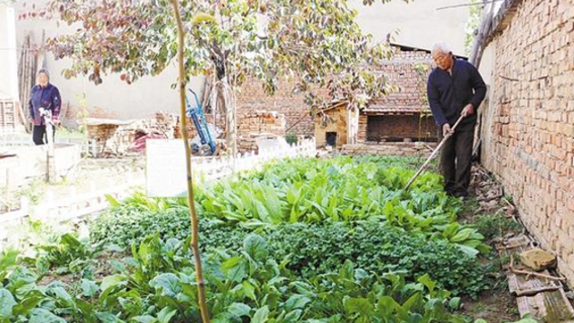 扶贫小菜园 焕发大能量