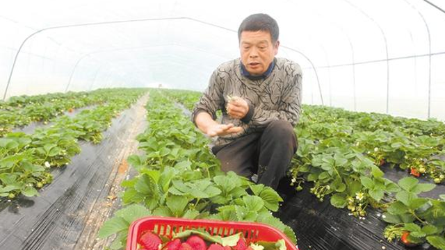 反季节种植助民富