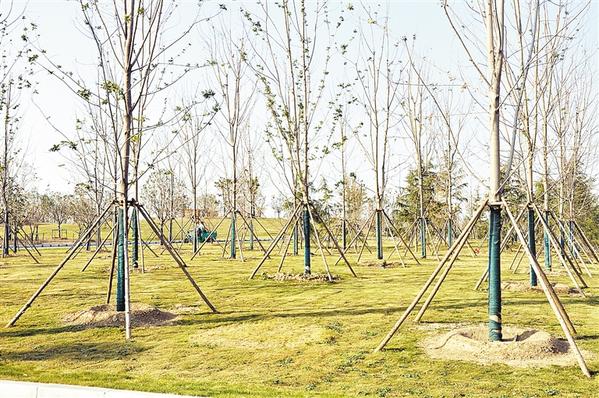 周口市冬季植树活动在商水县森林公园举行