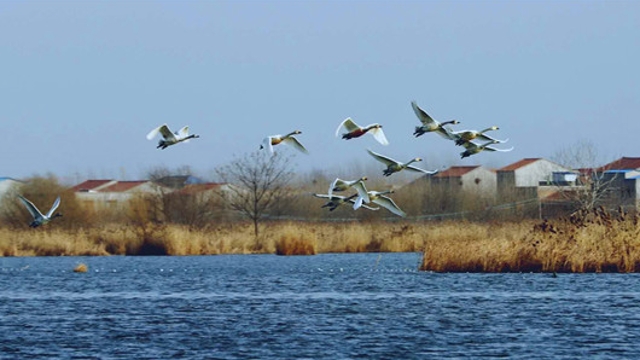 [淮阳]龙湖生态美 又迎白天鹅