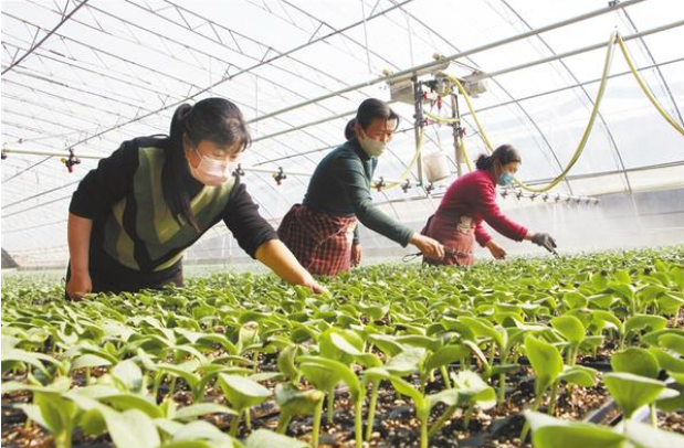 扶沟：全力确保“菜篮子”种苗供应
