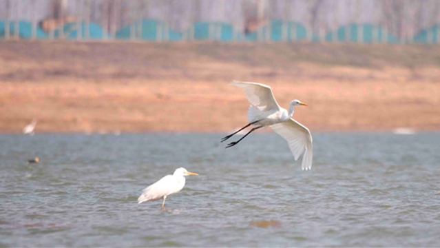 明日惊蛰 白鹭现身引黄调蓄湖