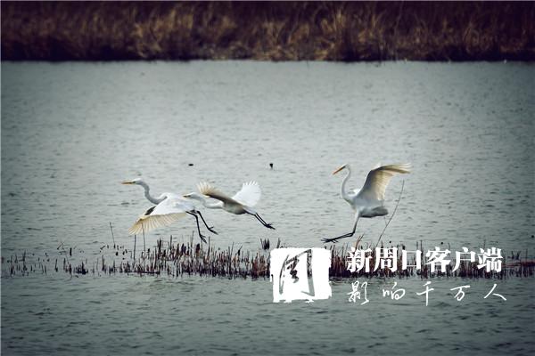 淮阳龙湖：鹭舞春天