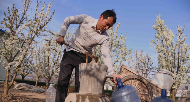 华耀城办事处何庄村：百亩果园里果农复工忙