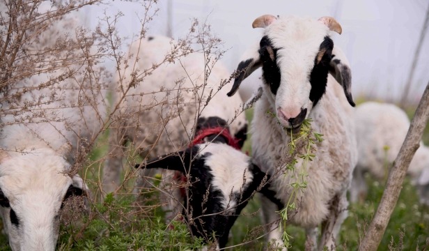 周口：春来草嫩牧羊时